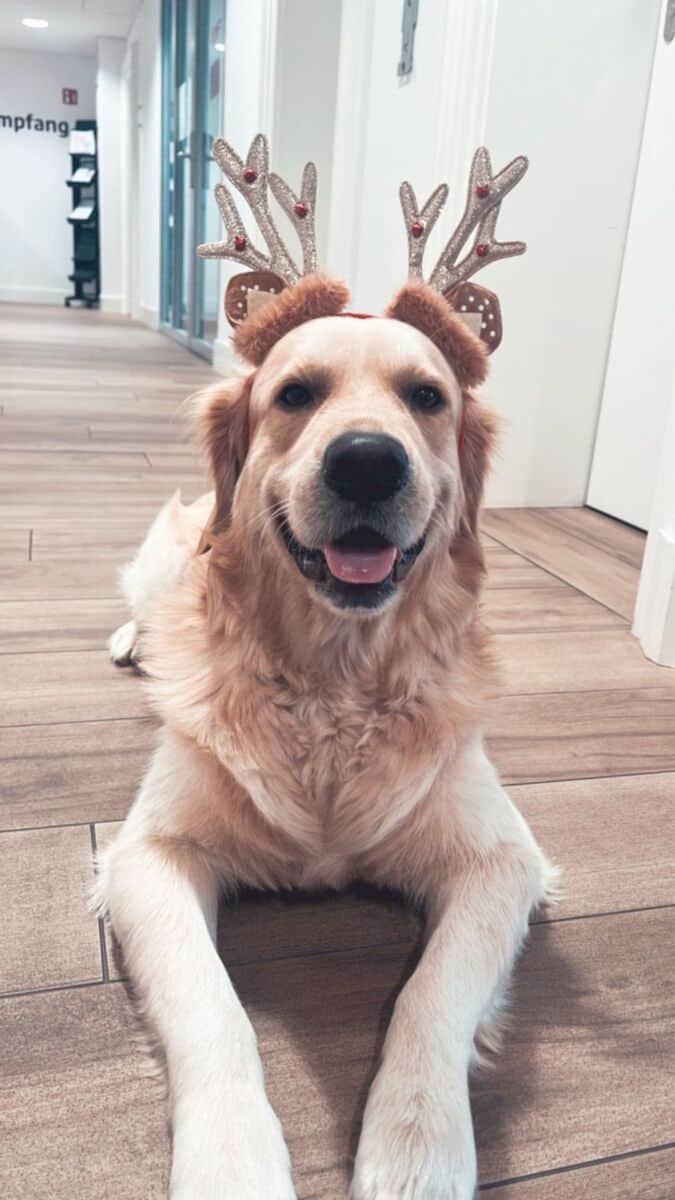 Büro Hund Meilo